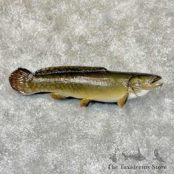 Bowfin Fish Mount For Sale #20864 @The Taxidermy Store