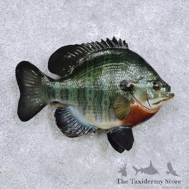 Bluegill Fish Mount For Sale #14219 @ The Taxidermy Store