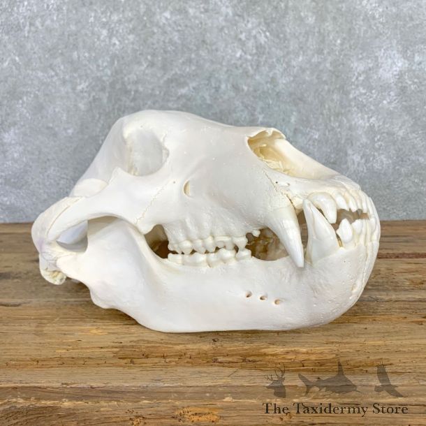 British Columbia Grizzly Bear Skull Mount For Sale #22550 @ The Taxidermy Store