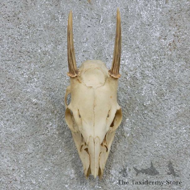Brocket Deer Skull European Mount For Sale #15169 @ The Taxidermy Store