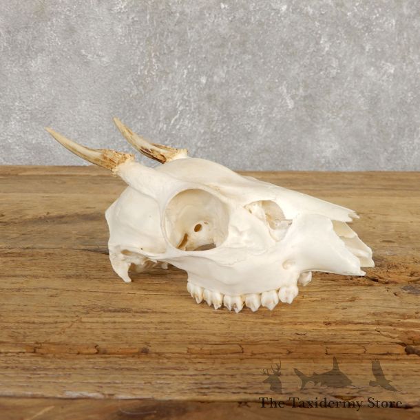 Brocket Deer Skull & Antler European Mount For Sale #19925 @ The Taxidermy Store