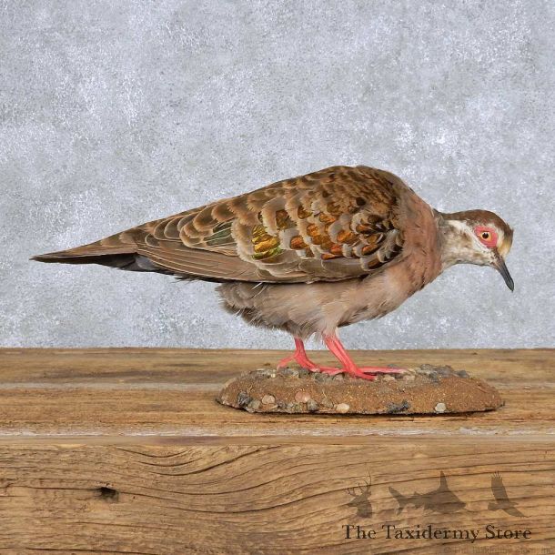 Standing Bronzewing Pigeon Mount For Sale #14156 @ The Taxidermy Store