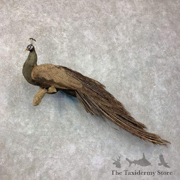 Bronze Peacock Bird Mount For Sale #23478 @ The Taxidermy Store