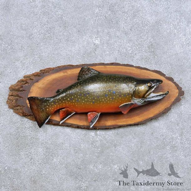 Brook Trout Freshwater Fish Mount For Sale #14094 @ The Taxidermy Store