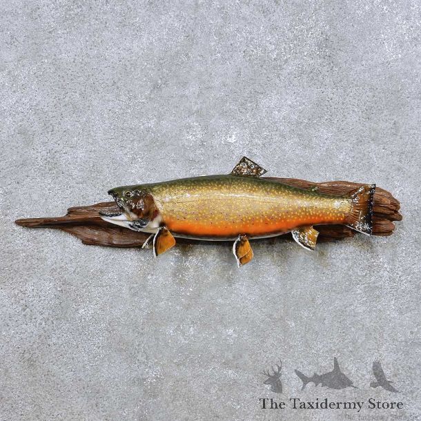 Brook Trout Fish Mount For Sale #14361 @ The Taxidermy Store