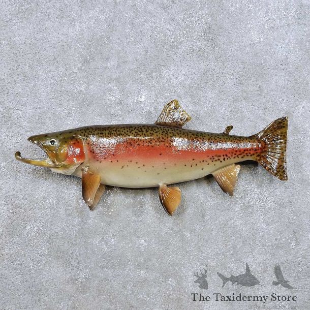 Brook Trout Fish Mount For Sale #14362 @ The Taxidermy Store