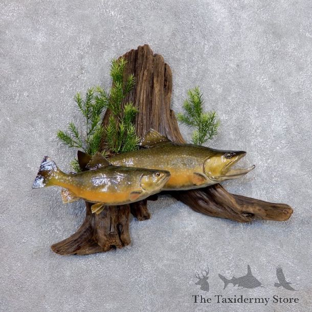 Brook Trout Fish Mount For Sale #18681 @ The Taxidermy Store