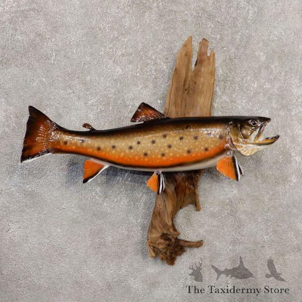 Brook Trout Fish Mount For Sale #20349 @ The Taxidermy Store