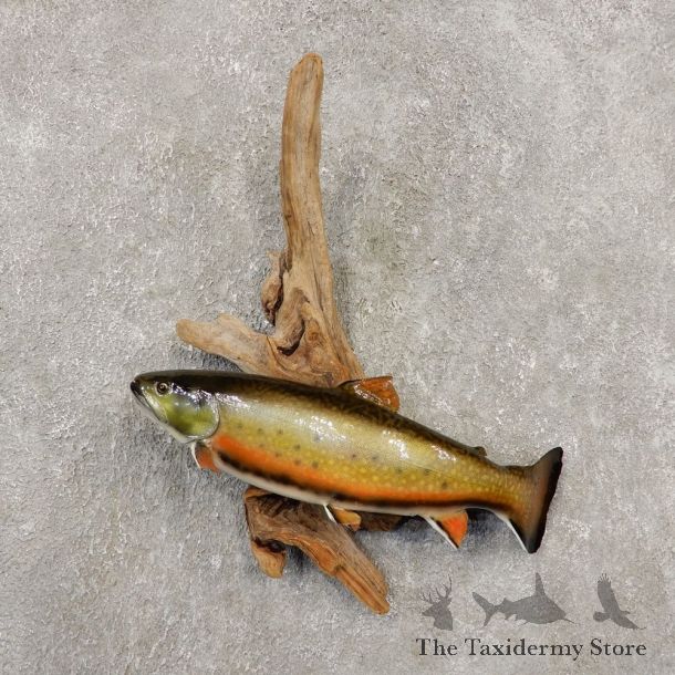 Brook Trout Fish Mount For Sale #20350 @ The Taxidermy Store