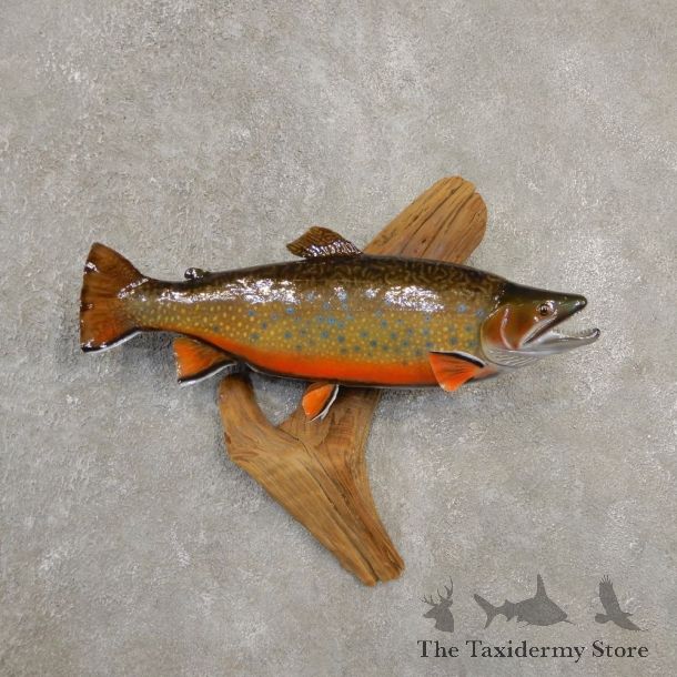 Brook Trout Fish Mount For Sale #20562 @ The Taxidermy Store