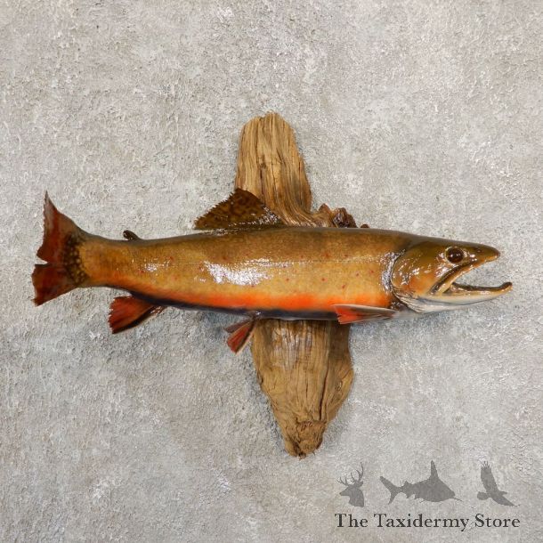 Brook Trout Fish Mount For Sale #20843 @ The Taxidermy Store
