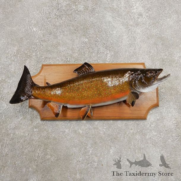 Brook Trout Fish Mount For Sale #20941 @ The Taxidermy Store