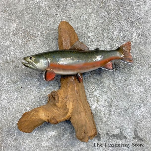 Brook Trout Fish Mount For Sale #22046 @ The Taxidermy Store