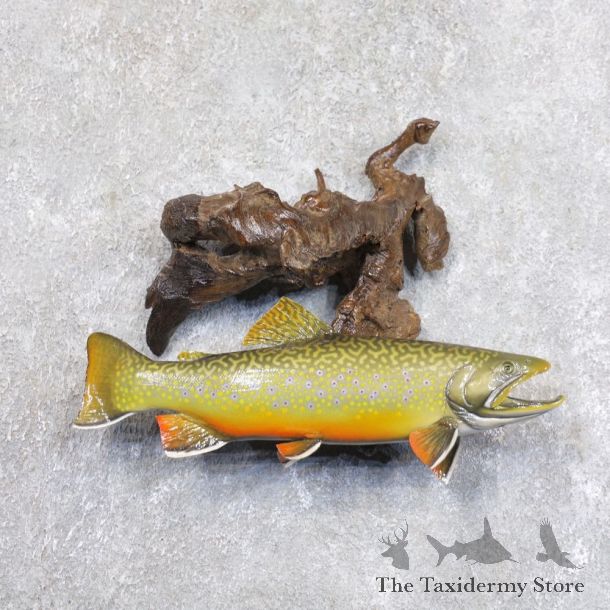 Brook Trout Fish Mount For Sale #22236 @ The Taxidermy Store
