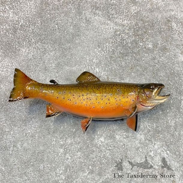 Brook Trout Fish Mount For Sale #22492 @ The Taxidermy Store