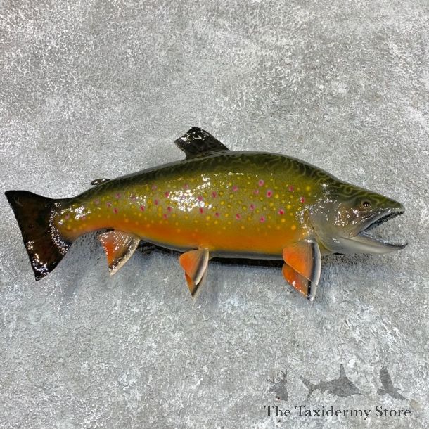 Brook Trout Fish Mount For Sale #22493 @ The Taxidermy Store