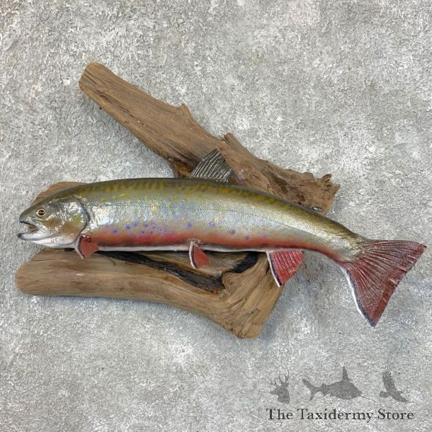 Brook Trout Fish Mount For Sale #23563 @ The Taxidermy Store