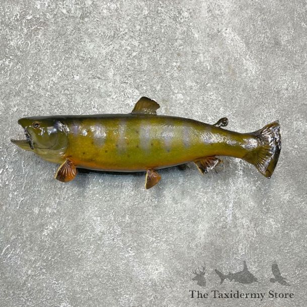 Brook Trout Fish Mount For Sale #24394 @ The Taxidermy Store