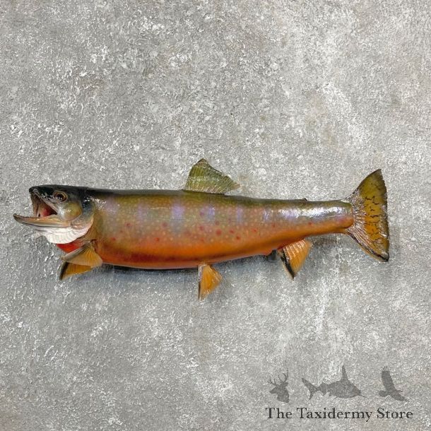 Brook Trout Fish Mount For Sale #24395 @ The Taxidermy Store