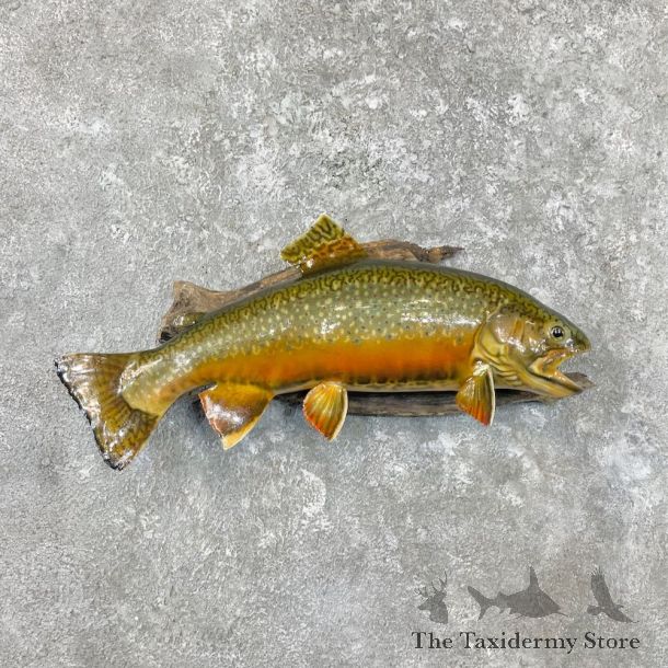 Brook Trout Fish Mount For Sale #26924 @ The Taxidermy Store