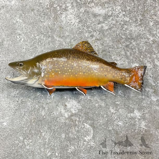 Brook Trout Fish Mount For Sale #27226 @ The Taxidermy Store