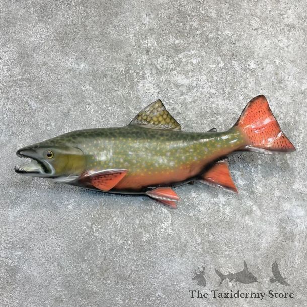 Brook Trout Fish Mount For Sale #27248 @ The Taxidermy Store