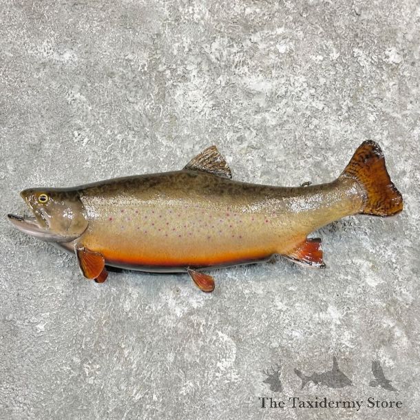Brook Trout Fish Mount For Sale #27249 @ The Taxidermy Store