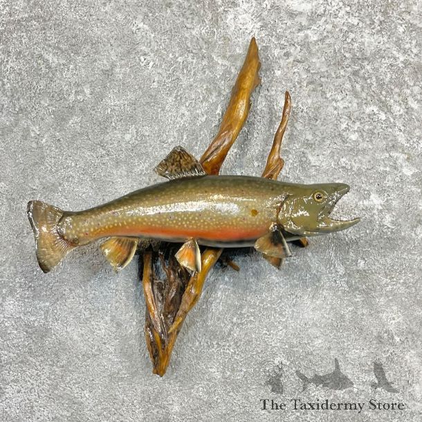 Brook Trout Fish Mount For Sale #27251 @ The Taxidermy Store