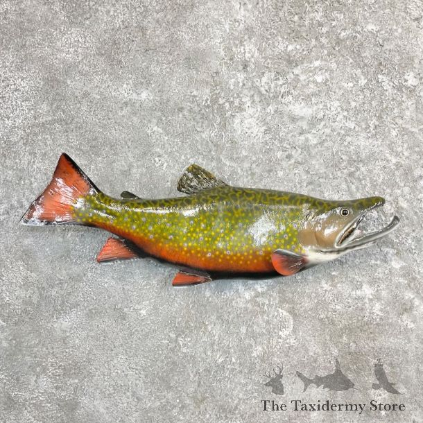 Brook Trout Fish Mount For Sale #27253 @ The Taxidermy Store