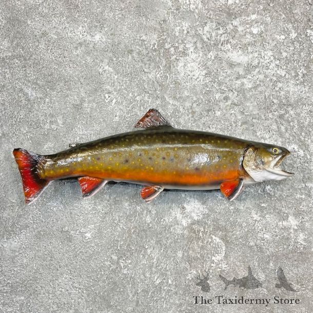 Brook Trout Fish Mount For Sale #27254 @ The Taxidermy Store