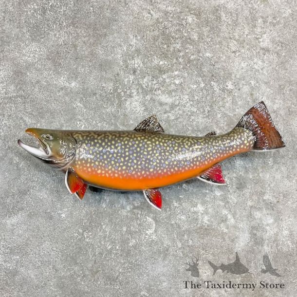 Brook Trout Fish Mount For Sale #27256 @ The Taxidermy Store