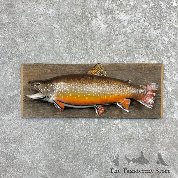 Brook Trout Fish Mount For Sale #27456 @ The Taxidermy Store