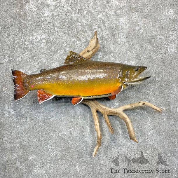 Brook Trout Fish Mount For Sale #27815 @ The Taxidermy Store