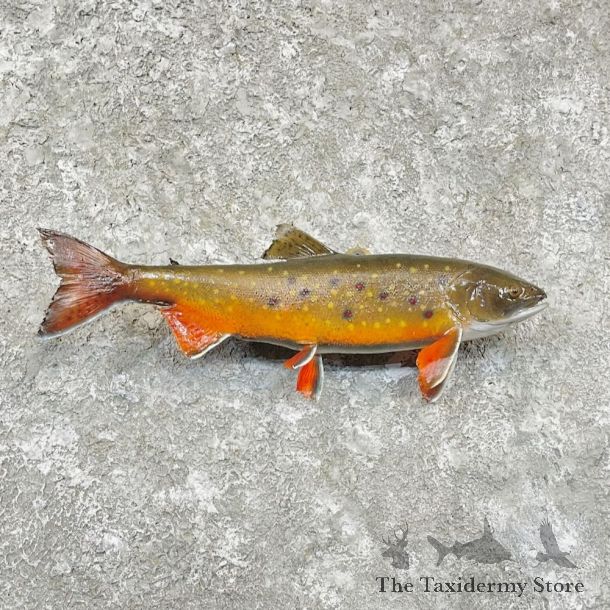 Brook Trout Fish Mount For Sale #27821 @ The Taxidermy Store