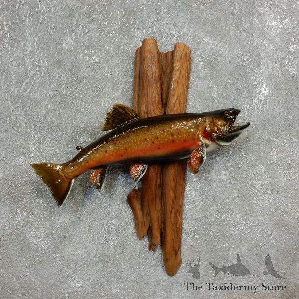 Brook Trout Fish Mount For Sale #17780 @ The Taxidermy Store