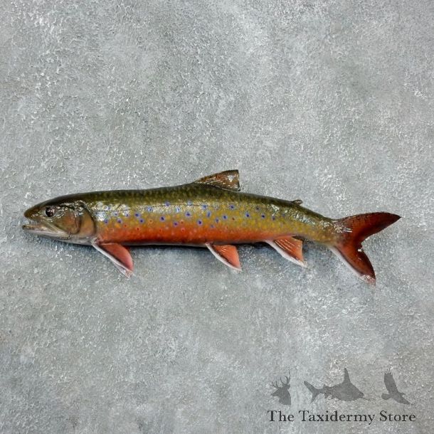 Brook Trout Fish Mount For Sale #17954 @ The Taxidermy Store