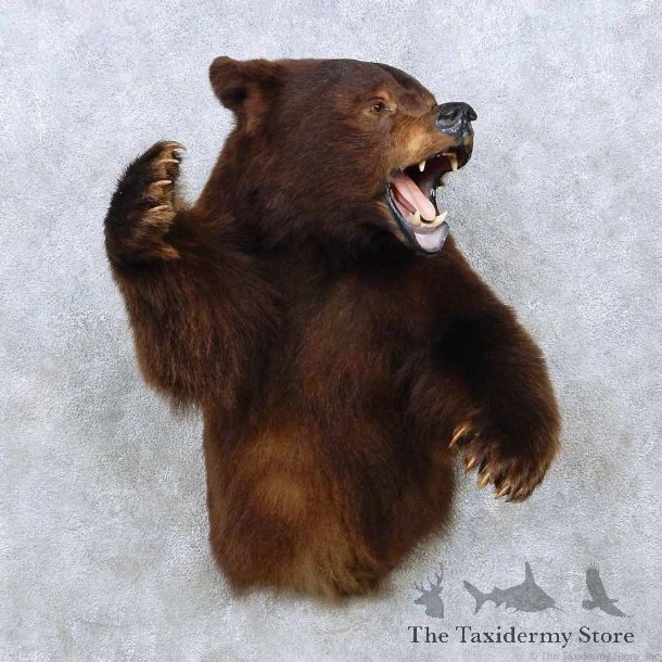 Brown Bear 1/2-Life-Size Mount For Sale #14475 @ The Taxidermy Store
