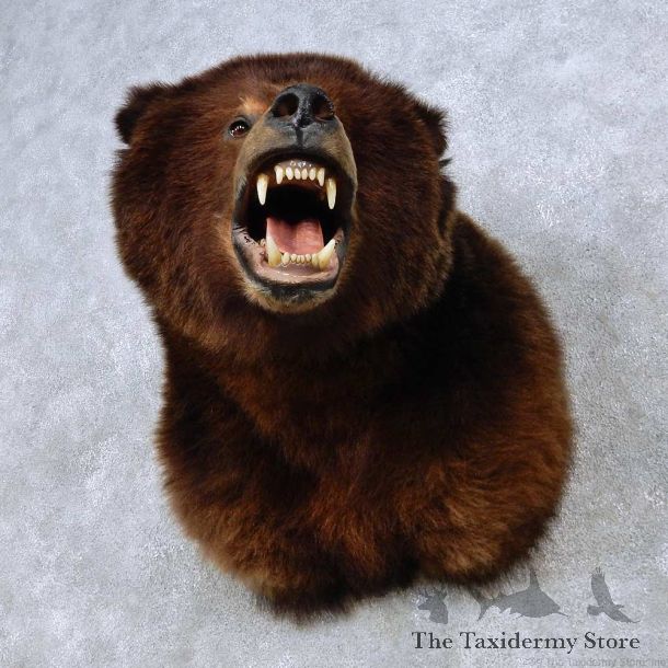 Brown Bear Shoulder Mount For Sale #14474 @ The Taxidermy Store