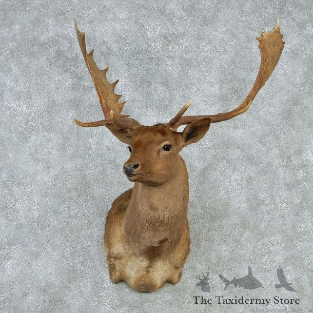 Brown Fallow Shoulder Taxidermy Head Mount #12843 For Sale @ The Taxidermy Store