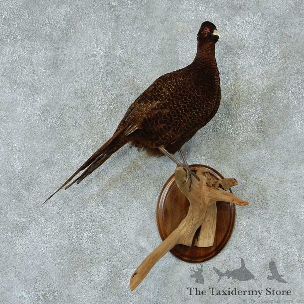 Brown Ringneck Pheasant Life Size Taxidermy Mount #13344 For Sale @ The Taxidermy Store