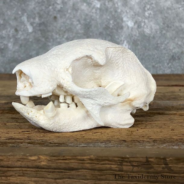 Brown-throated Three-toed sloth Skull Mount For Sale #19587 @ The Taxidermy Store