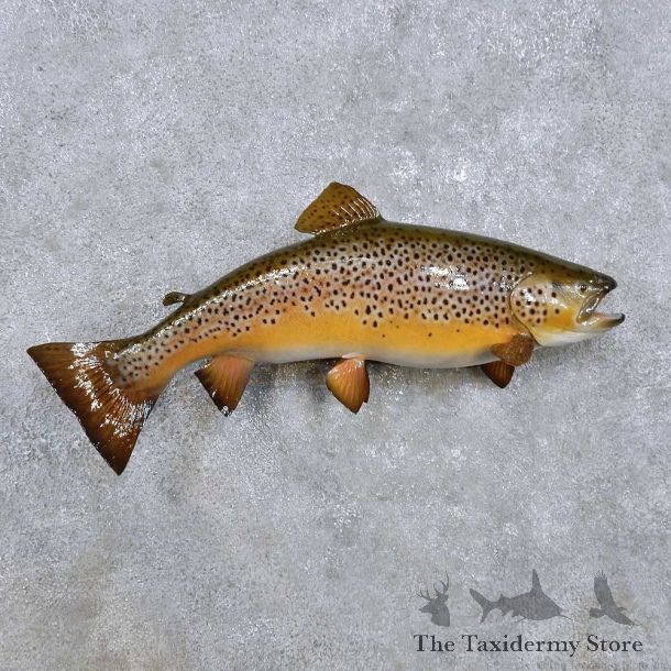 Brown Trout Fish Mount For Sale #14214 @ The Taxidermy Store