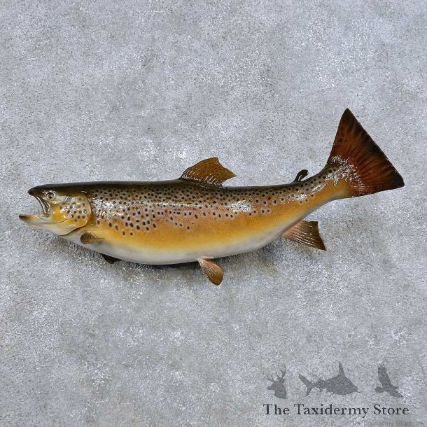 Brown Trout Fish Mount For Sale #14215 @ The Taxidermy Store