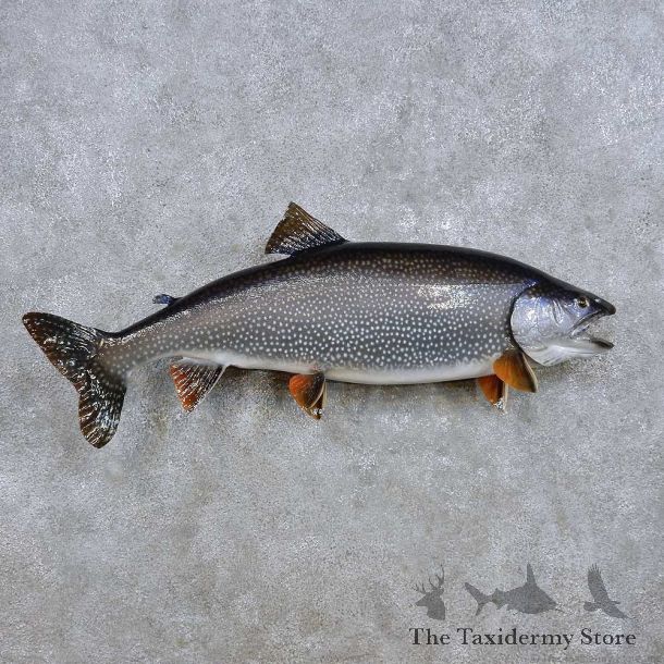 Lake Trout Fish Mount For Sale #14216 @ The Taxidermy Store