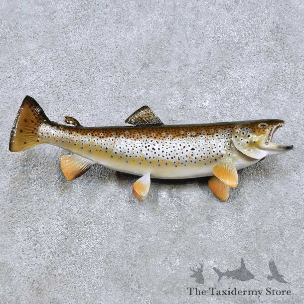 Brown Trout Freshwater Fish Mount For Sale #14461 @ The Taxidermy Store