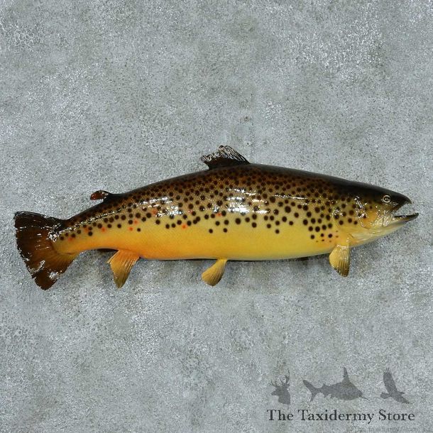 Brown Trout Taxidermy Fish Mount #13385 For Sale @ The Taxidermy Store