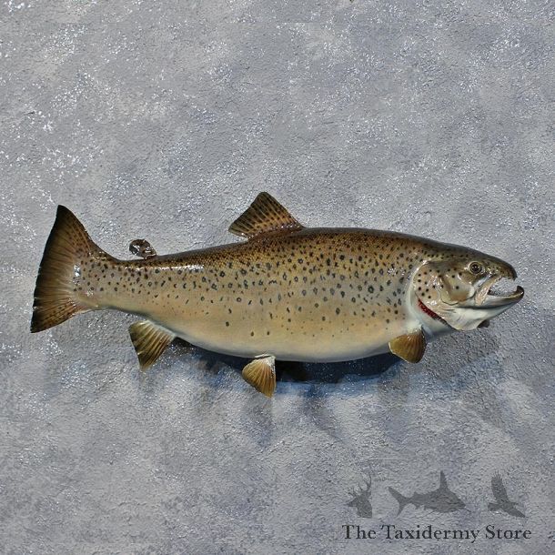 Brown Trout Taxidermy Fish Mount #12231 For Sale @ The Taxidermy Store