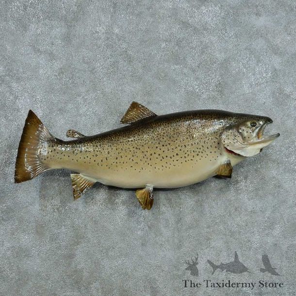 Brown Trout Taxidermy Fish Mount #13402 For Sale @ The Taxidermy Store