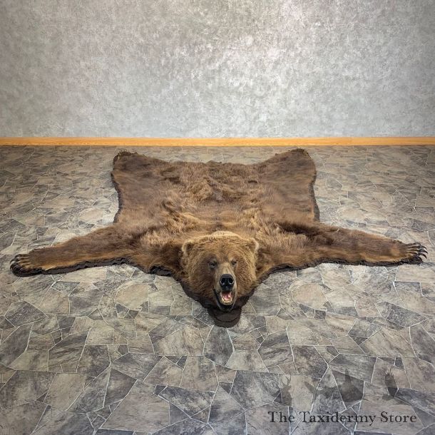 Brown Bear Full-Size Taxidermy Rug For Sale #21178 @ The Taxidermy Store