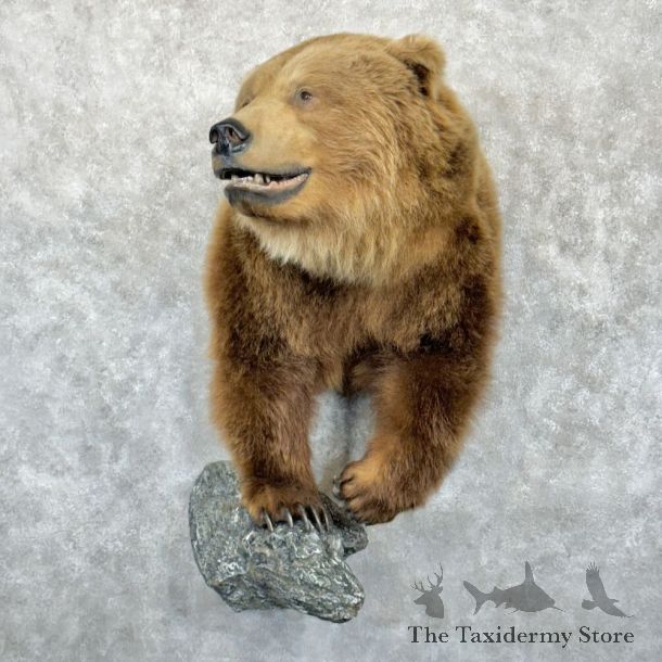 Brown Bear Half Life-Size Mount For Sale #24151 @ The Taxidermy Store